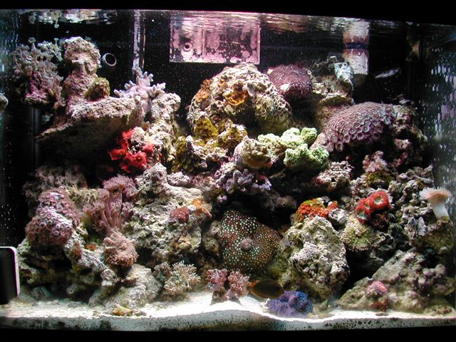 Growth Pictures of purple dugitata (2 years) | Marine and Reef General ...